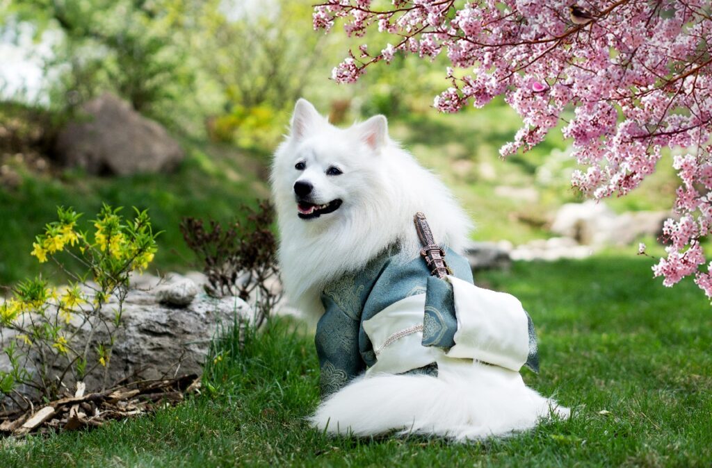 Japanese fluffy dog