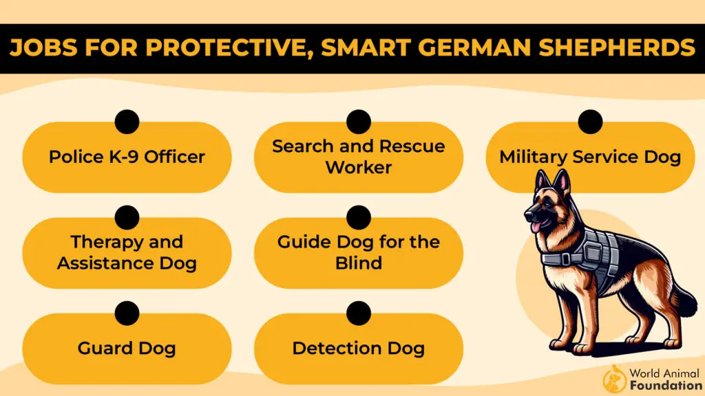 Jobs for Protective, Smart German Shepherds