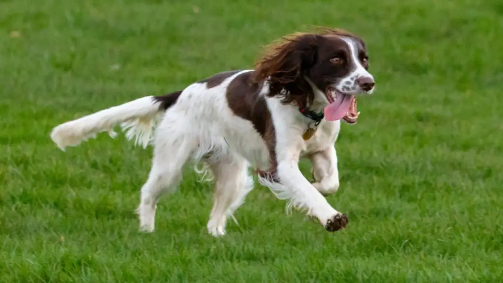 Jogging safety dog breeds