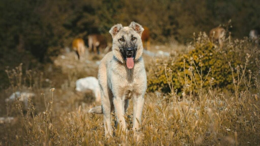 Dogs to Protect Against wild animals