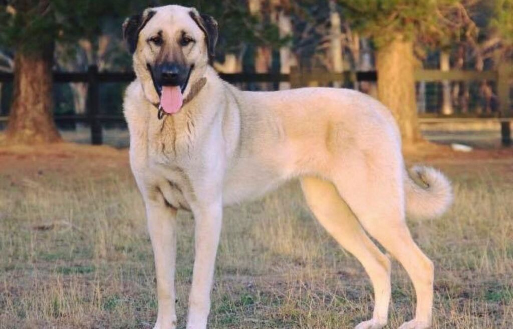 sheep guard dog
