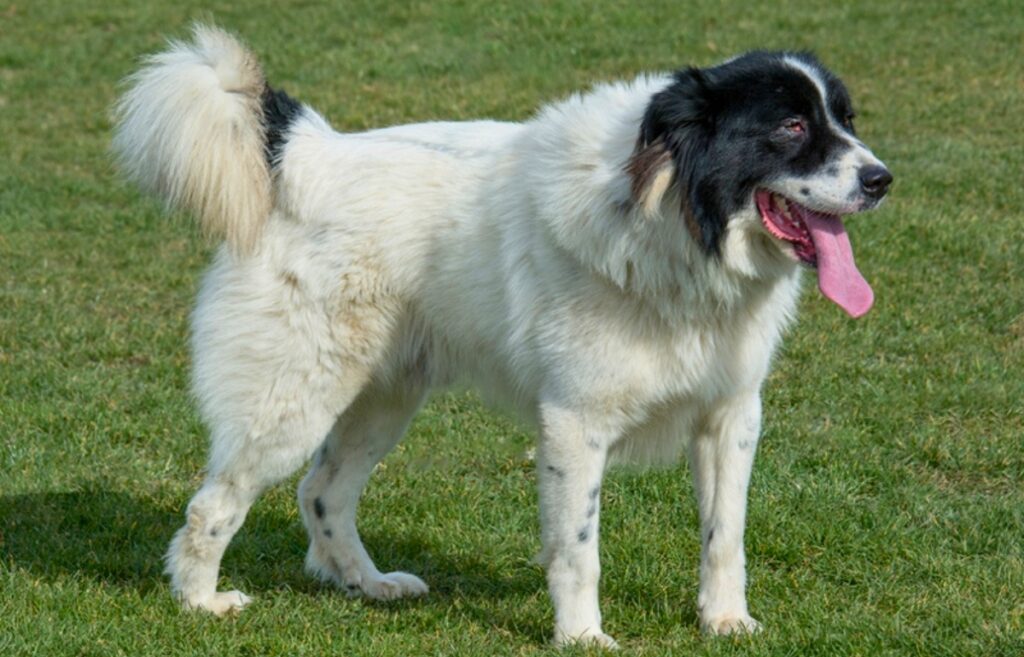 white herding dog
