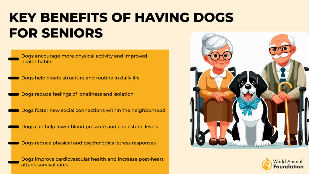 Key Benefits of Having Dogs for Seniors