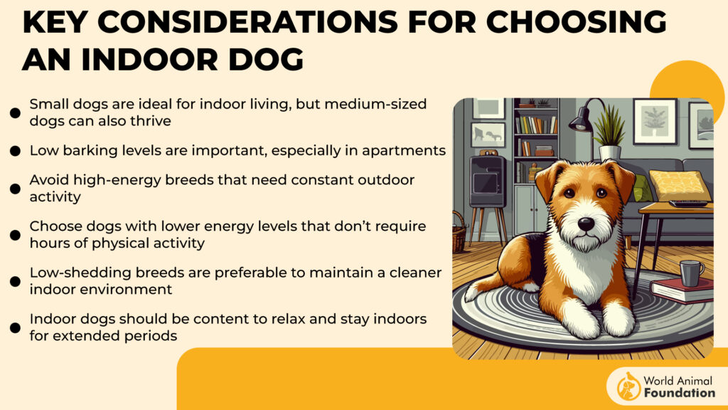 Key Considerations for Choosing an Indoor Dog