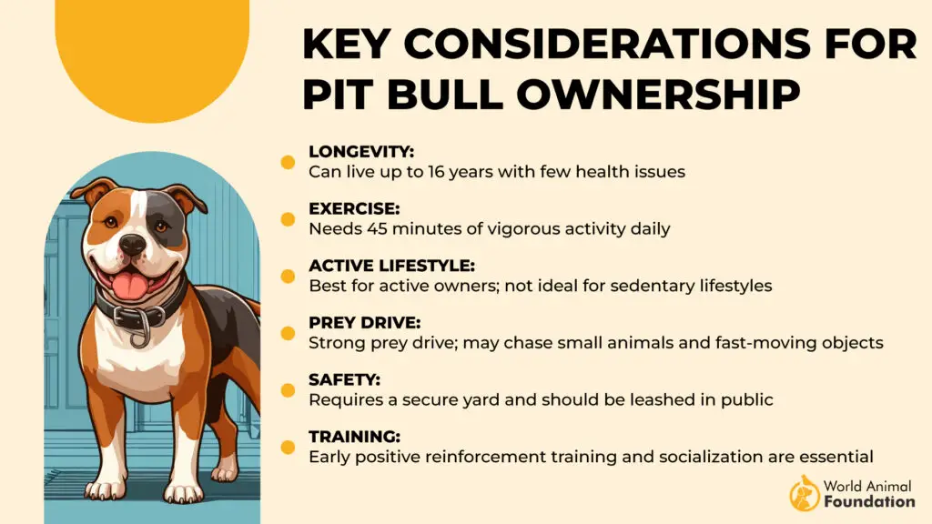 Key Considerations for Pit Bull Ownership