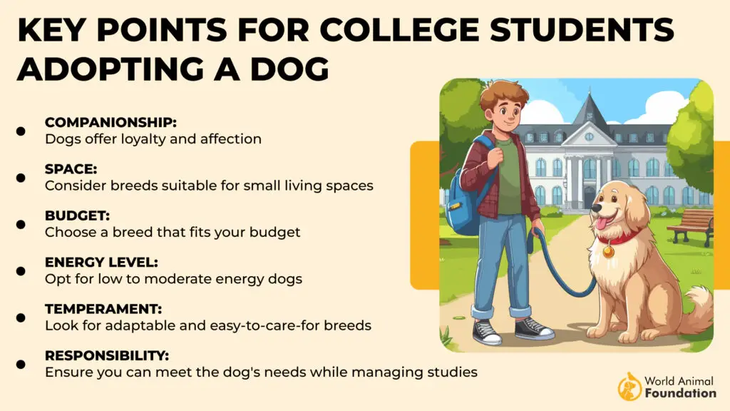 Key Points for College Students Adopting a Dog