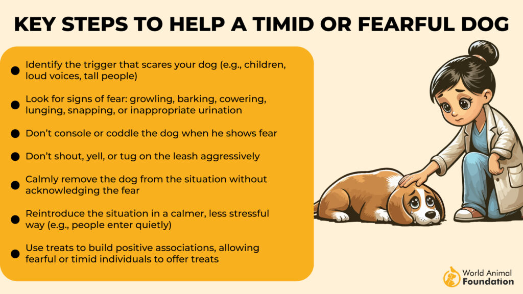 Key Steps to Help a Timid or Fearful Dog