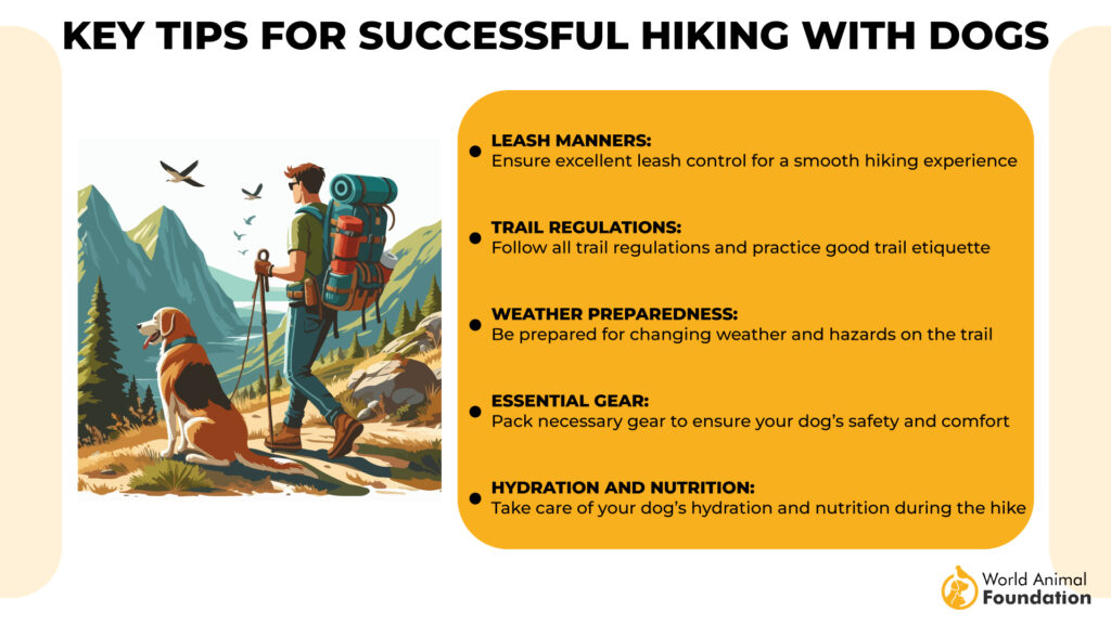 Key Tips for Successful Hiking with Dogs