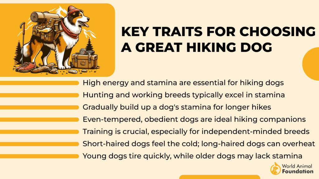 Key Traits for Choosing a Great Hiking Dog