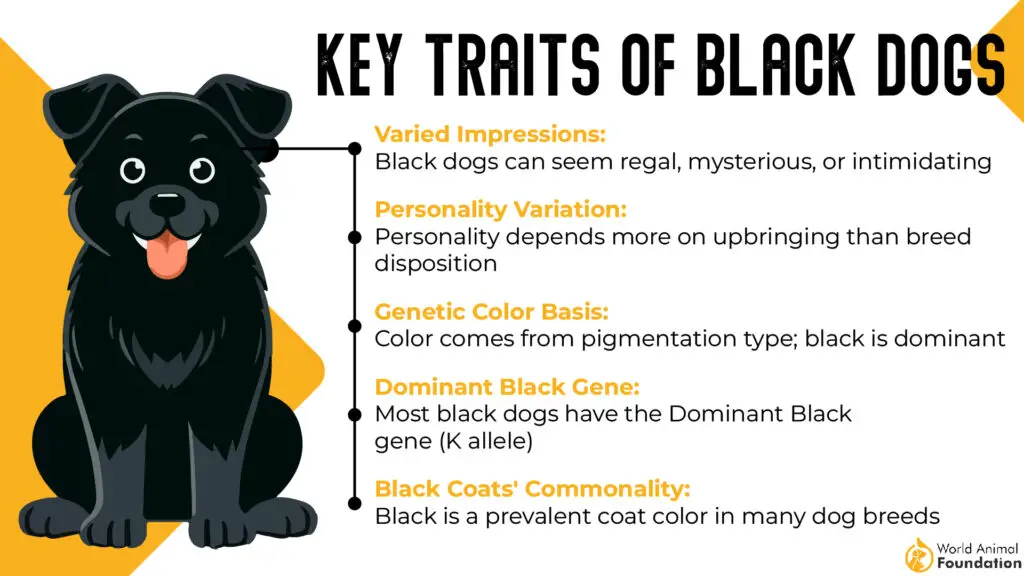 Key Traits of Black Dogs