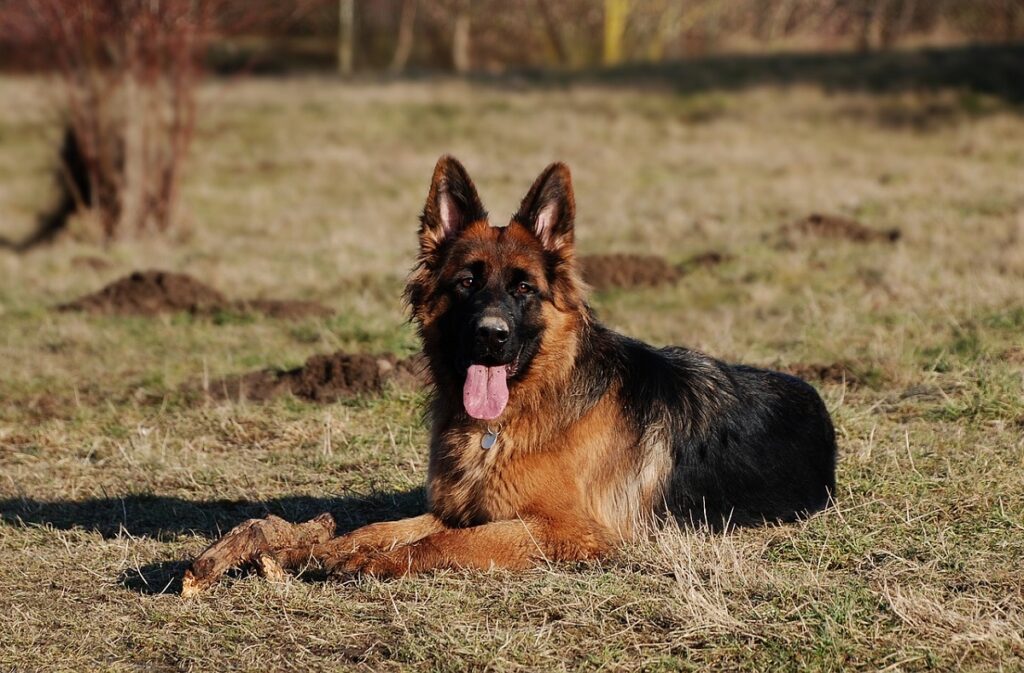 dog breeds that look like german shepherds
