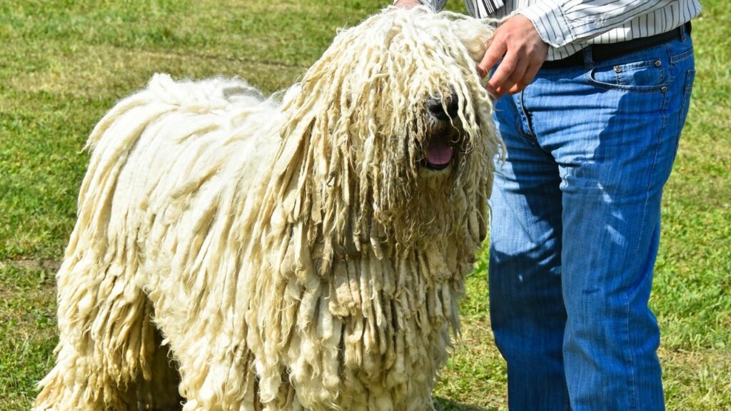 best Guard Dogs For Rural Living