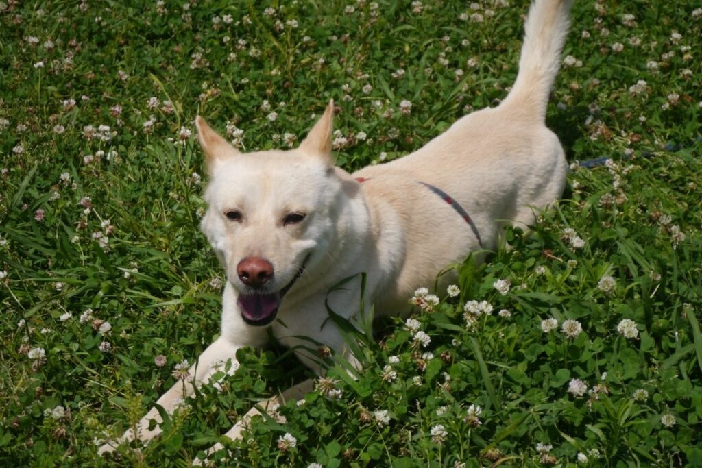 dogs that look like a fox
