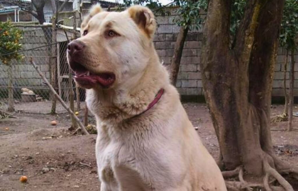 big white sheep dogs
