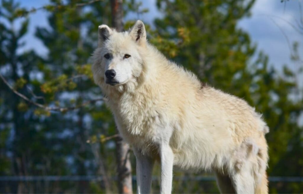 livestock dog breeds
