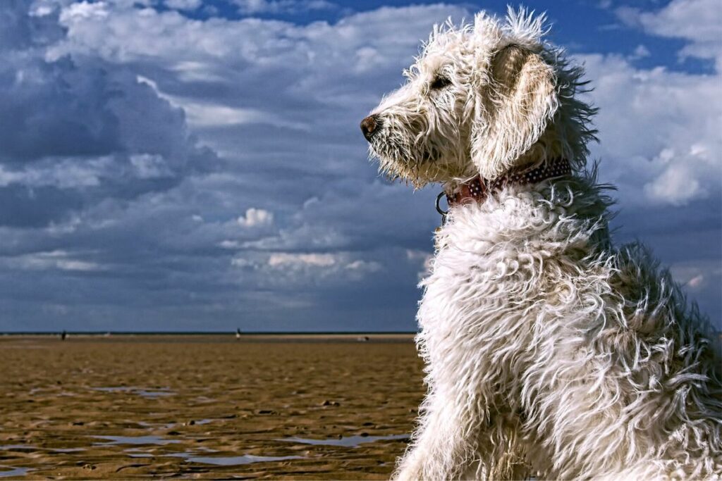 labradoodle doodle dog