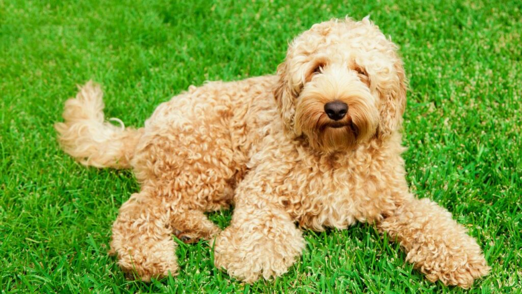 poodle mixed dog breeds