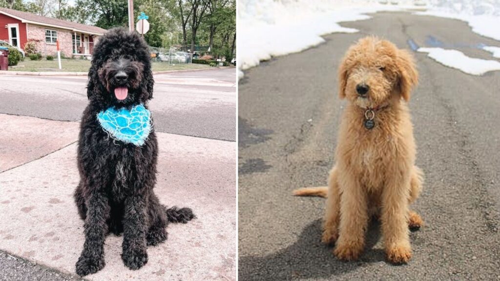 golden labradoodle