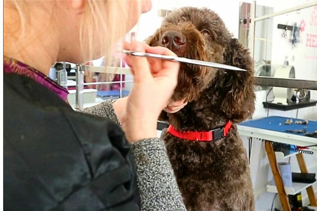 goldendoodle lab mix