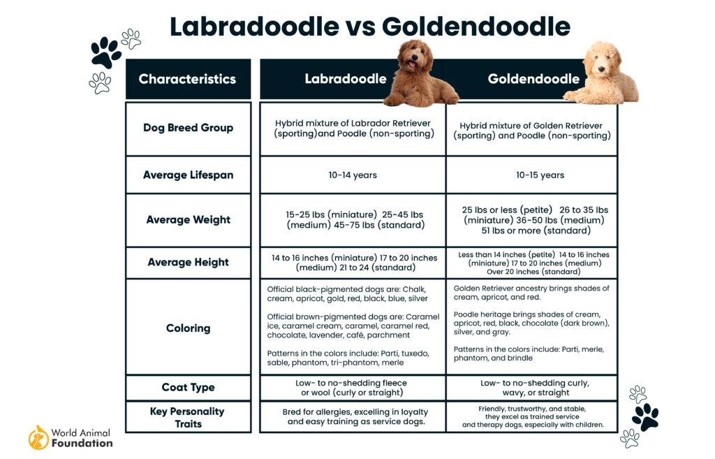 Labradoodle vs Goldendoodle-01