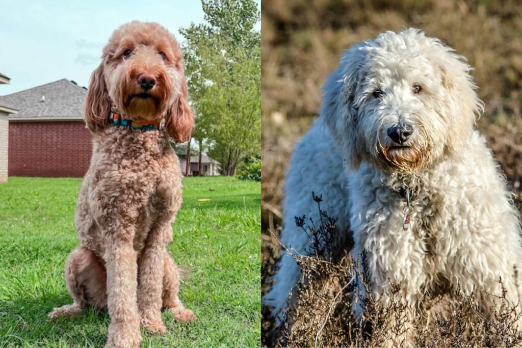 goldendoodle vs labradoodle