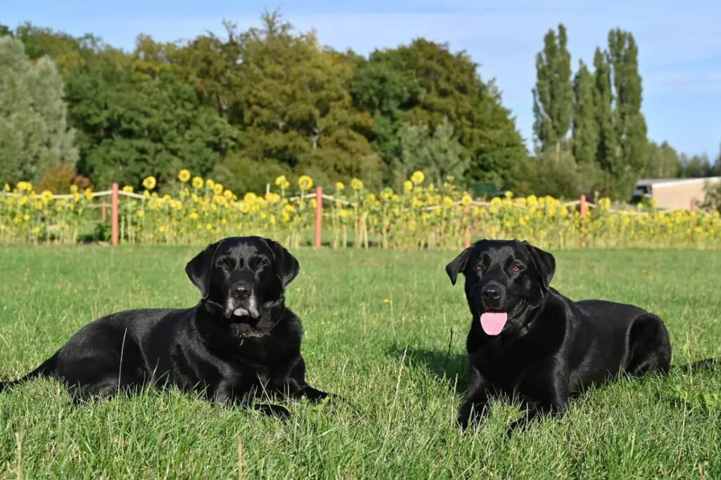 best outside guard dogs
