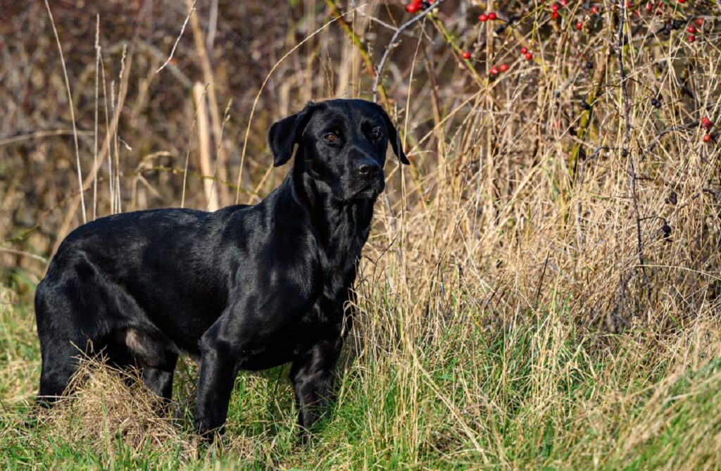 all black dogs
