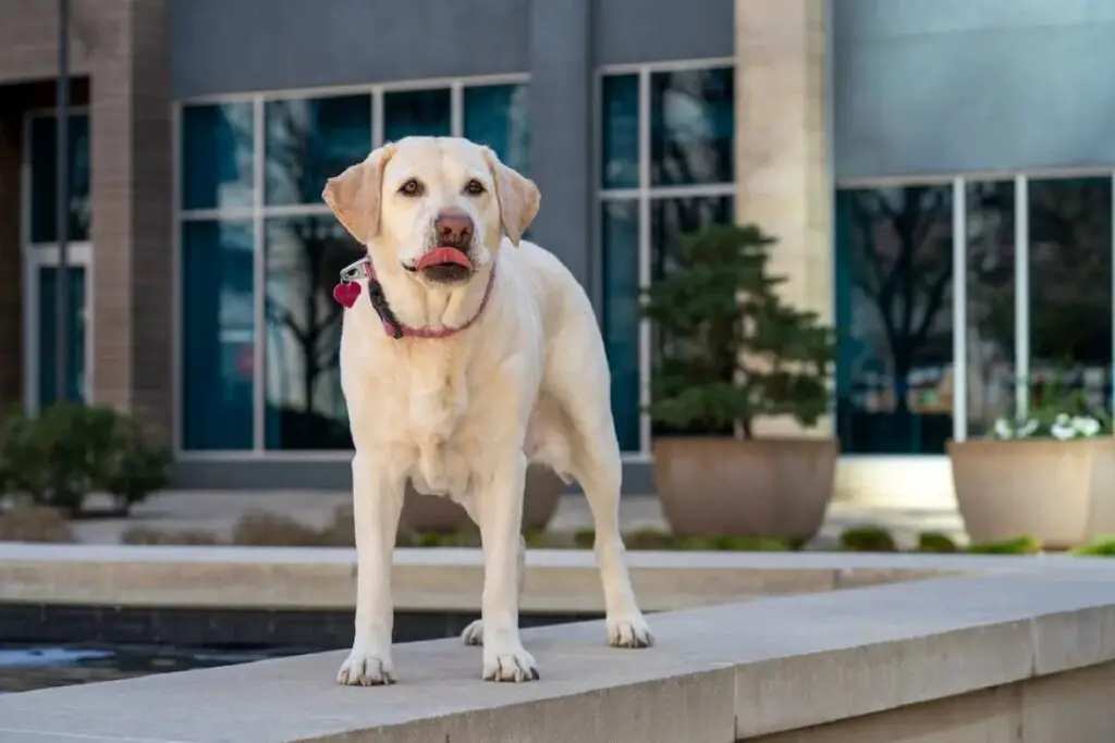 best Hyper Guard Dog Breed