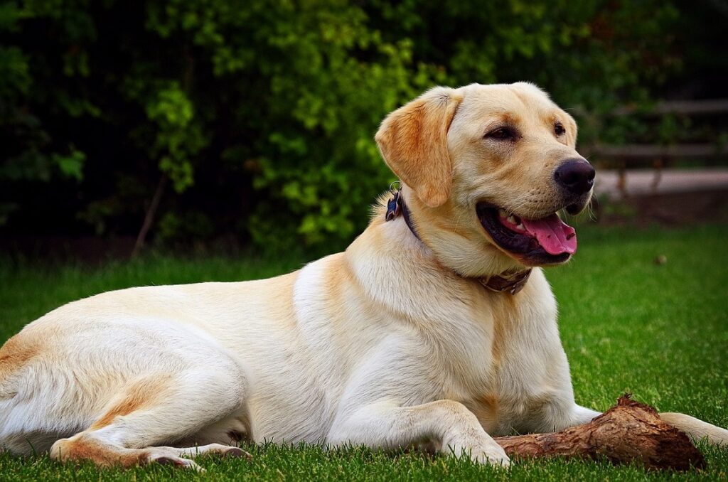 which dog breed is the most intelligent