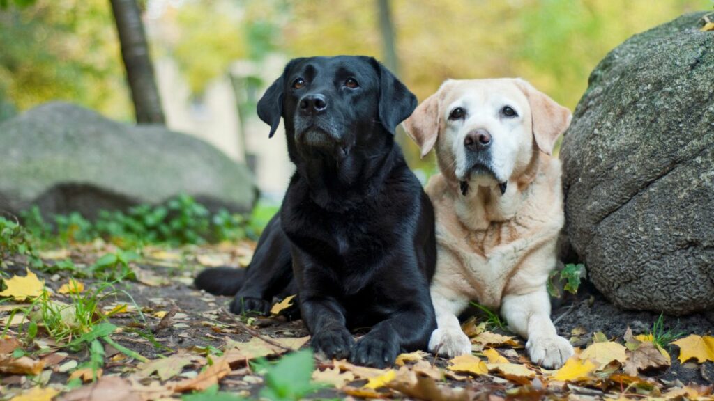 types of retrievers