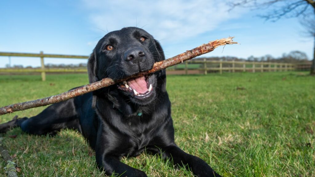 most beautiful dog breeds