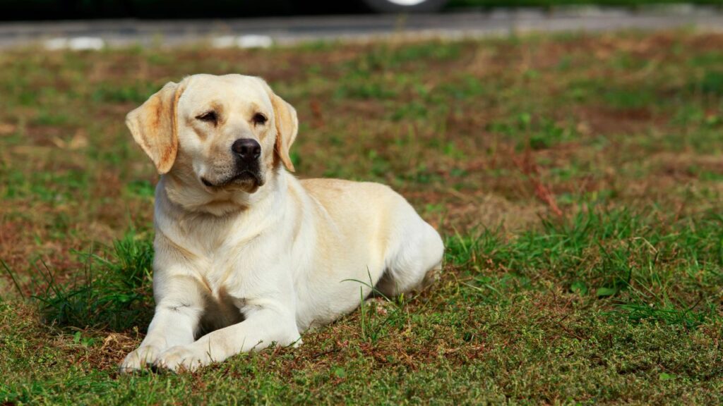 Labrador Retriever 6