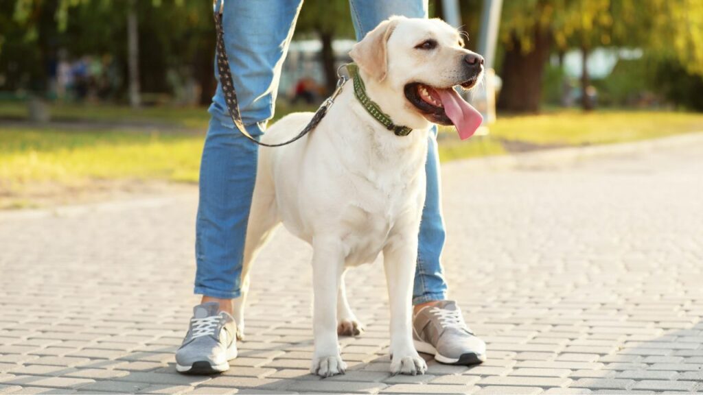 best dog breeds for teens
