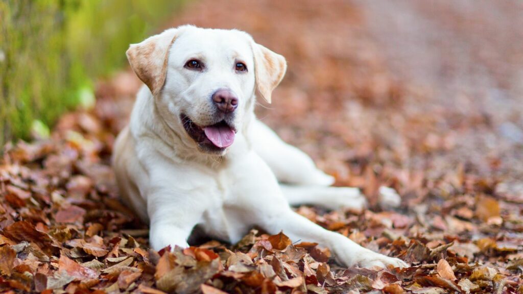 unconditional love Labrador 
