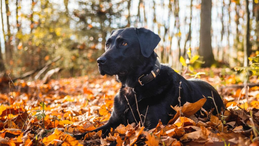 best dog for wilderness protection
