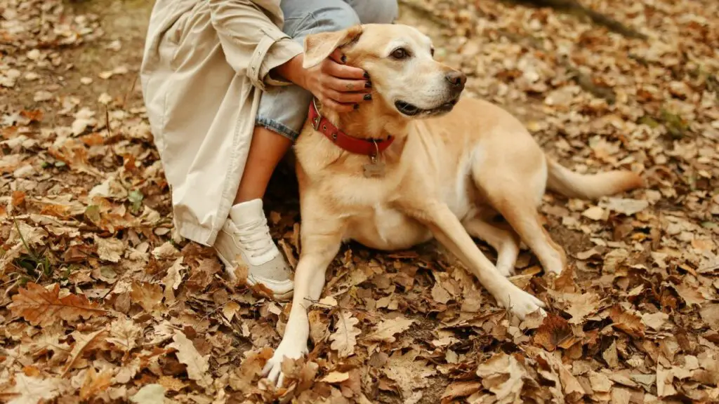 Labrador retriever