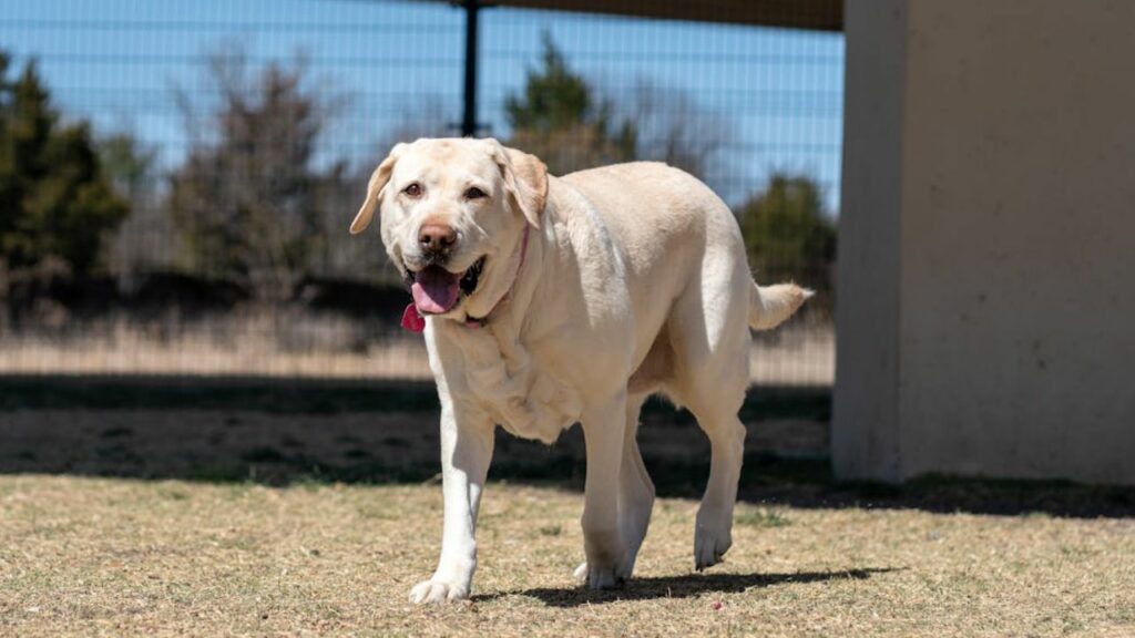 best running dogs
