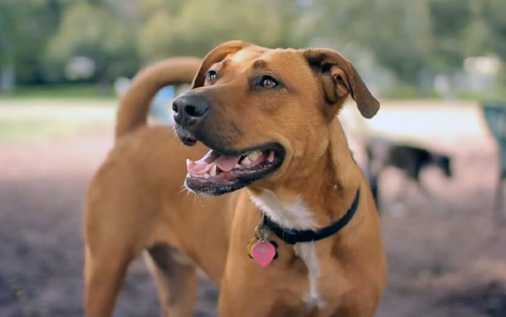 Labrador x Pitbull Mix