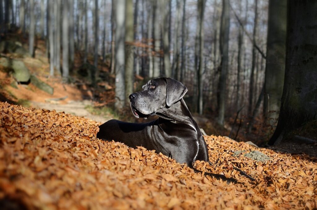 Large black guard dogs