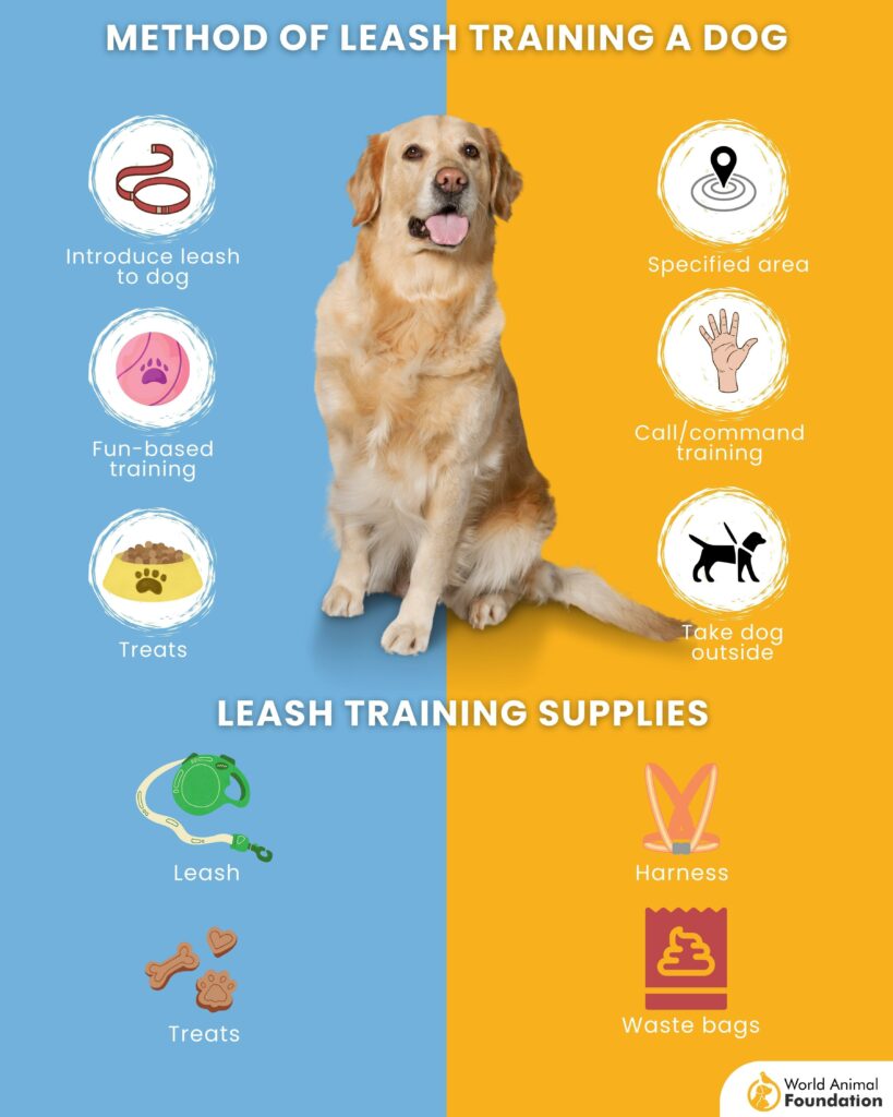 Dog Leash training