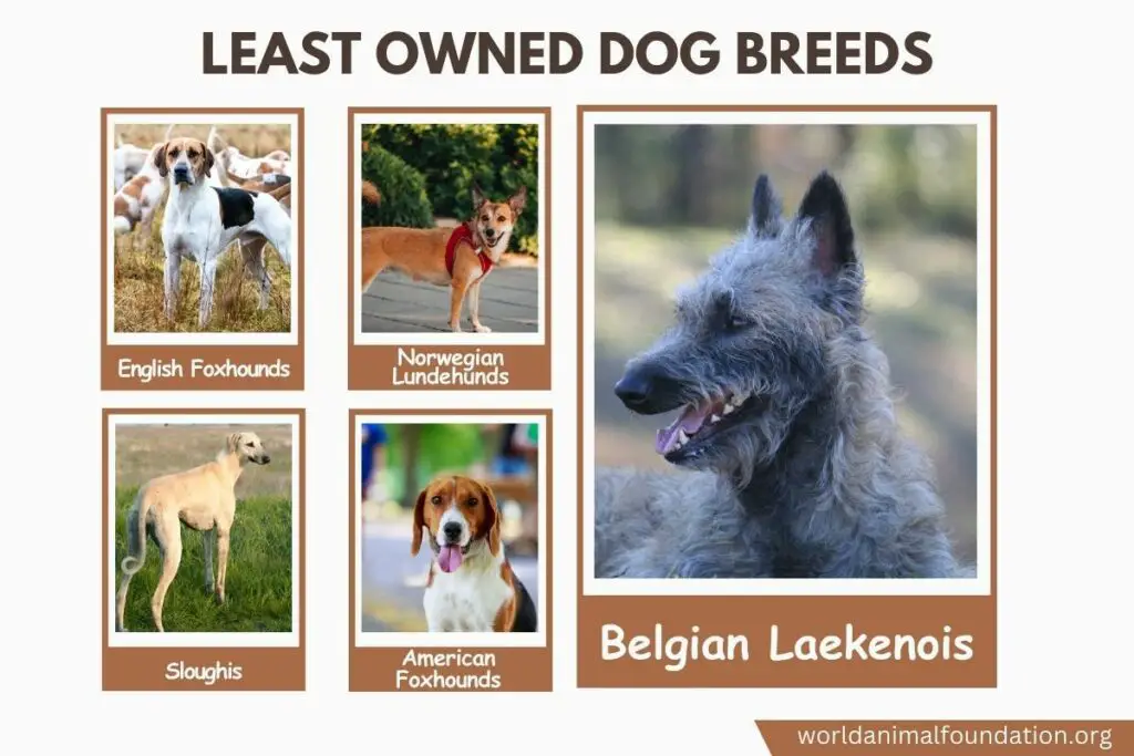 Least Owned Dog Breeds