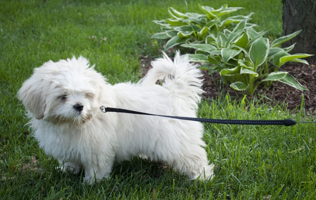 cute asian dogs