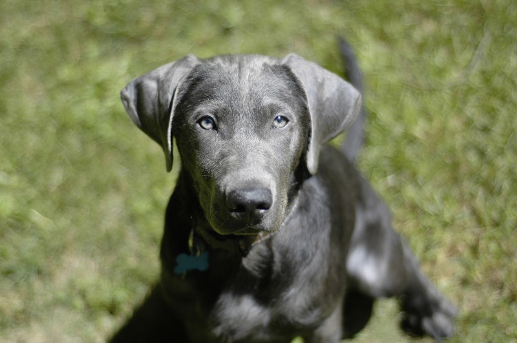 silver retriever