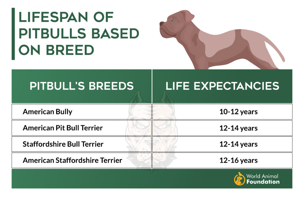 Life expectancies of Pitbulls Based on Breed