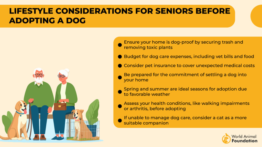 Lifestyle Considerations for Seniors Before Adopting a Dog