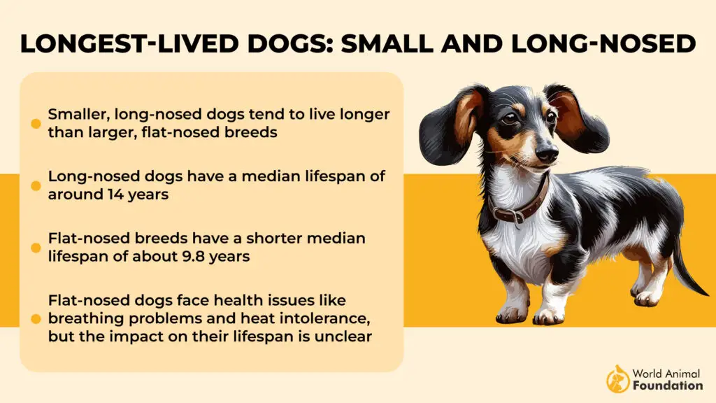 Longest-Lived Dogs Small and Long-Nosed