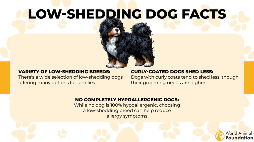 Low-Shedding Dog Facts