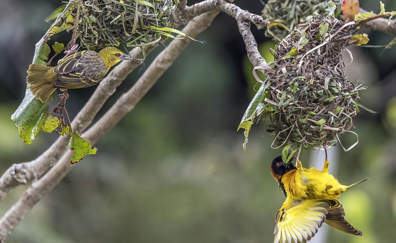 American goldfinch