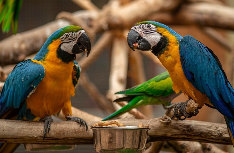 where do macaws live