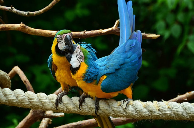 what is a macaw